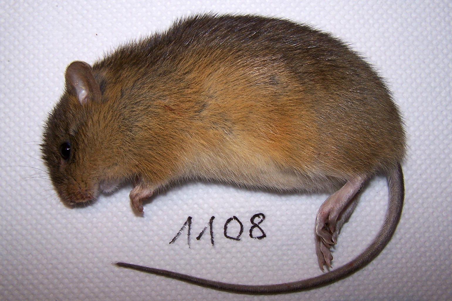 FIGURE 1 FIGURE 1